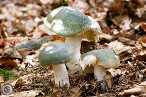 Groene visrussula 1